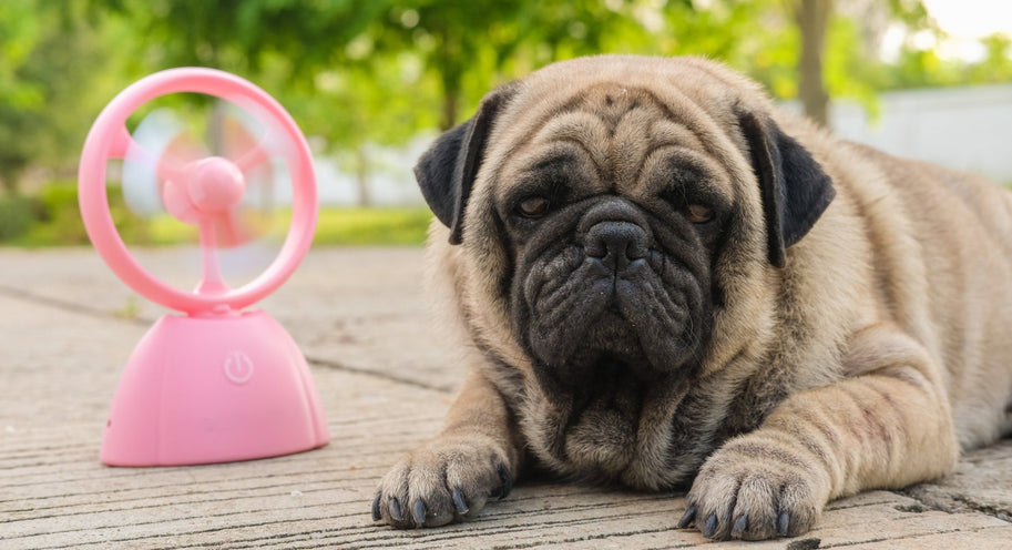 Tips to keep your pets cool this Summer