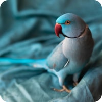 Bird | Just For Pets Australia