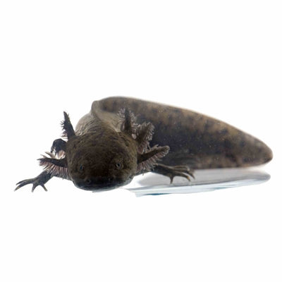 15cm Axolotl Black (walking Fish) (15cm) - Just For Pets Australia