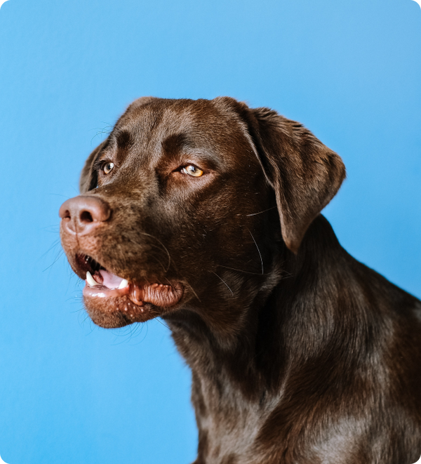 GREENIES™ Blueberry TEENIE™ Dental Dog Treat 43 pack 340g