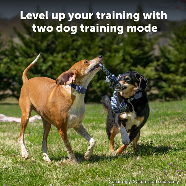 PetSafe Core Trainer Add-A-Dog Collar