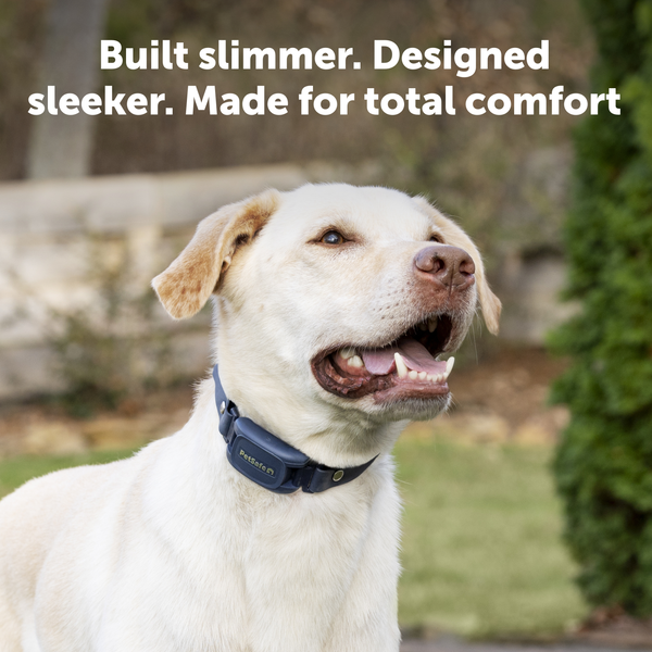 PetSafe Pro Dog Trainer with Remote
