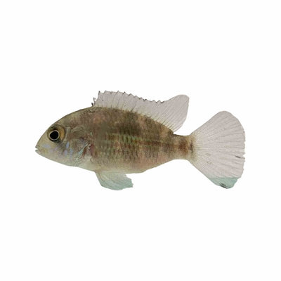 Aequidens Rivulatus Gold Saum (5cm) - Just For Pets Australia