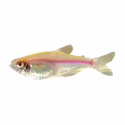 Albino Cochu's Blue Tetra (3cm) - Just For Pets Australia
