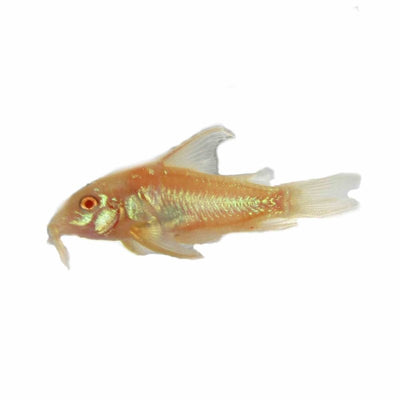 Albino Corydoras Long Finned (2.5cm) - Just For Pets Australia