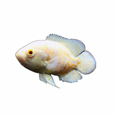 Albino Oscar (7cm) - Just For Pets Australia