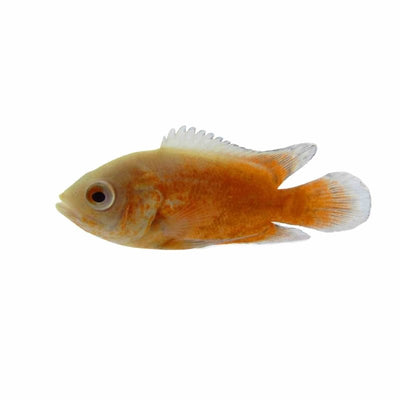Albino Tiger Oscar (7cm) - Just For Pets Australia