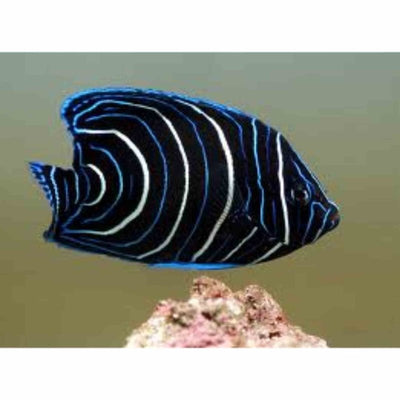 Angelfish - Koran (lge With Juv Colour) (LGJ) - Just For Pets Australia