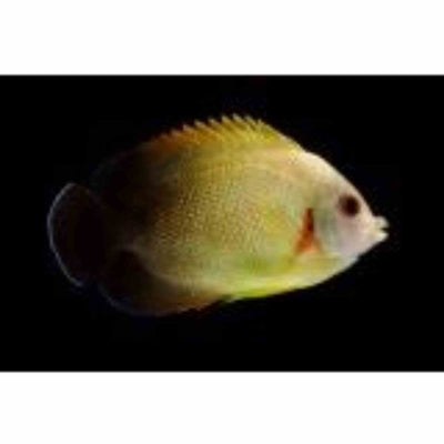 Angelfish - Pearlscale (MED) - Just For Pets Australia