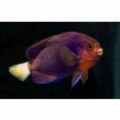 Angelfish - Whitetail Pygmy (MED) - Just For Pets Australia