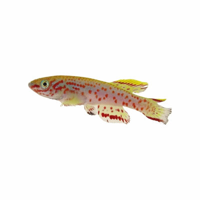 Aphyosemion Gardneri (3.5cm) - Just For Pets Australia