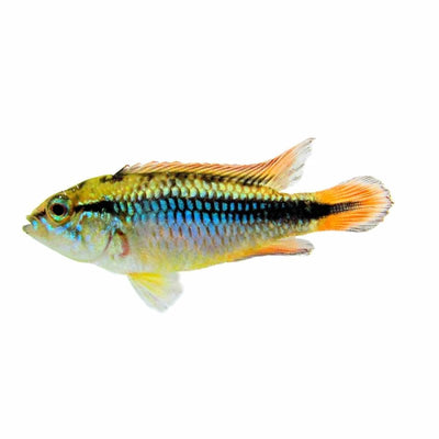 Apisto. Agassizii Double Red (3.5cm) - Just For Pets Australia