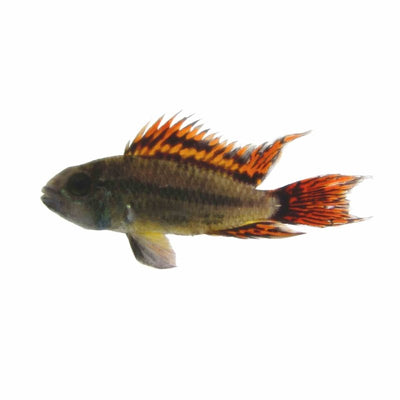 Apisto. Cacatuoides Double Red (3.5cm) - Just For Pets Australia