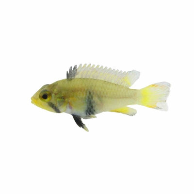 Apisto. Panduro (2.5cm) - Just For Pets Australia