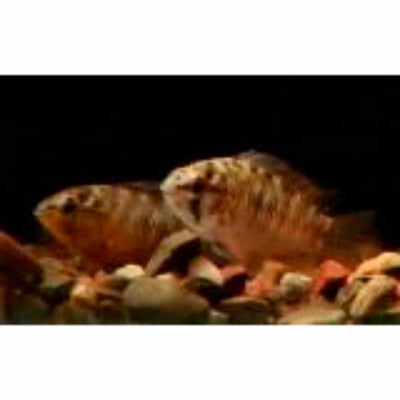 Apistogramma Borelli (3cm) - Just For Pets Australia