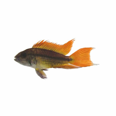 Apistogramma Cacatuoides Orange (3.5cm) - Just For Pets Australia
