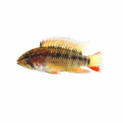 Apistogramma Viejita Red Neck (3.5cm) - Just For Pets Australia
