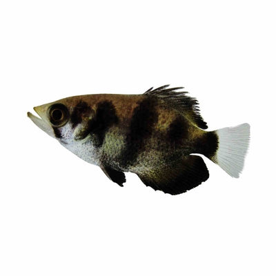 Archer Fish - Brackish (5cm) - Just For Pets Australia