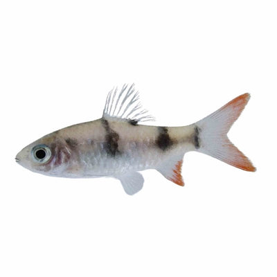 Arulius Barb (4cm) - Just For Pets Australia