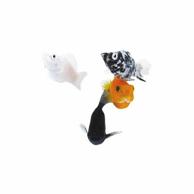 Assorted Balloon Molly (3.5cm) - Just For Pets Australia
