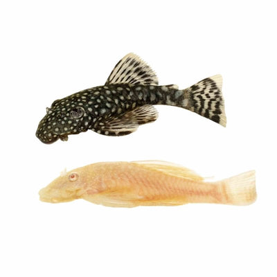 Assorted Bristlenose Catfish (4cm) - Just For Pets Australia