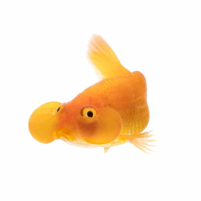 Assorted Bubble Eye (9cm) - Just For Pets Australia