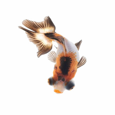 Assorted Butterfly Tail (7cm) - Just For Pets Australia