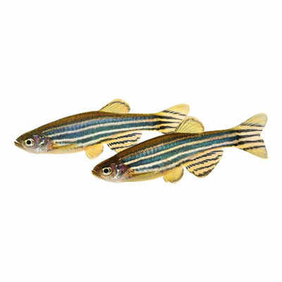 Assorted Danio (3 - 4cm) (3.5cm) - Just For Pets Australia