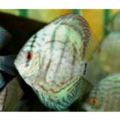 Assorted Discus Local (9cm) - Just For Pets Australia