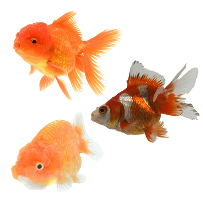 Assorted Fantail Premium (SML) - Just For Pets Australia
