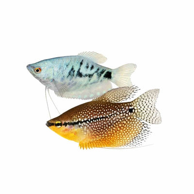 Assorted Gourami - Silver Lace Opal Gold (5cm) - Just For Pets Australia