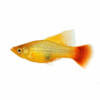 Assorted Hi-fin Platy (4cm) - Just For Pets Australia