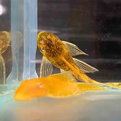 Assorted L/fin Bristlenose Catfish (3.5cm) - Just For Pets Australia