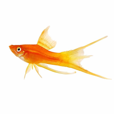 Assorted Lyretail Swordtail (5cm) - Just For Pets Australia