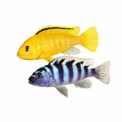 Assorted Malawi Cichlid (3.5 - 4cm) (SML) - Just For Pets Australia