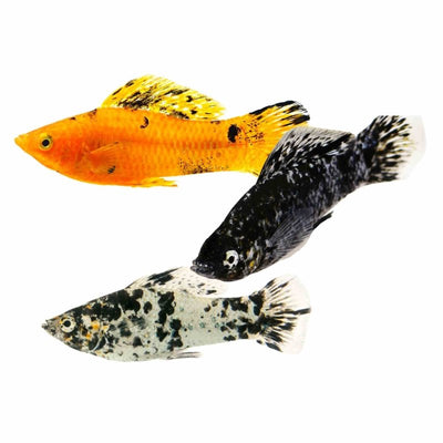 Assorted Molly (5cm) - Just For Pets Australia