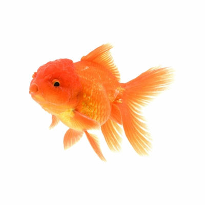 Assorted Oranda (9cm) - Just For Pets Australia