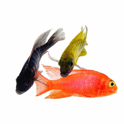 Assorted Peacock (4cm) - Just For Pets Australia