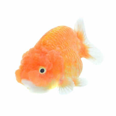 Assorted Ranchu (9cm) - Just For Pets Australia