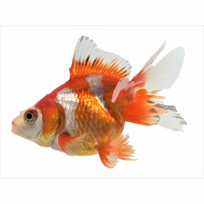 Assorted Ryukin (7cm) - Just For Pets Australia