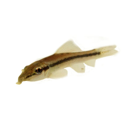 Assorted Sucking Catfish (5cm) - Just For Pets Australia
