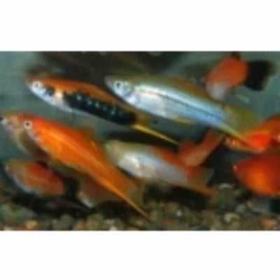 Assorted Swordtail (4cm) - Just For Pets Australia