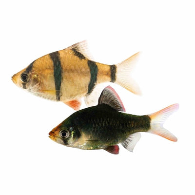 Assorted Tiger Barb - Tiger - Moss Green - Golden (4cm) - Just For Pets Australia