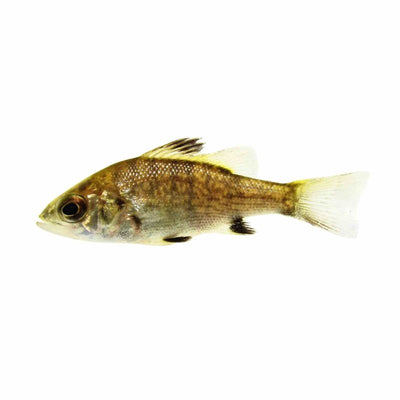 Australian Bass (5cm) - Just For Pets Australia