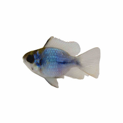 Balloon Ramirezi Blue (3-4cm) (3.5cm) - Just For Pets Australia