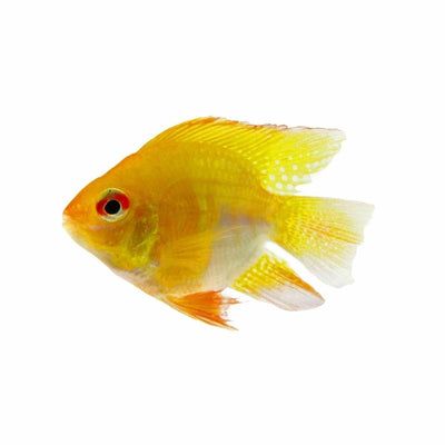 Balloon Ramirezi Golden (3cm) - Just For Pets Australia