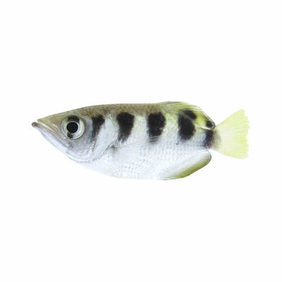 Banded Archer Fish - Brackish (import) (7cm) - Just For Pets Australia