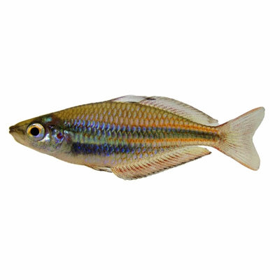 Banded Rainbow - Goyder River (4cm) - Just For Pets Australia