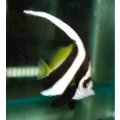 Bannerfish - Longfin (LGE) - Just For Pets Australia