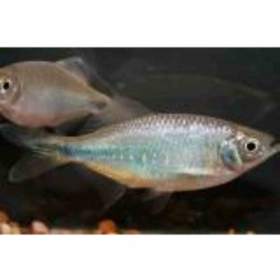 Bengal Danio (4.5cm) - Just For Pets Australia